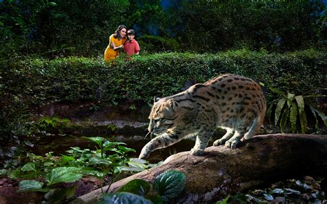 Night Safari Singapore Tickets Best Deals And Discounts