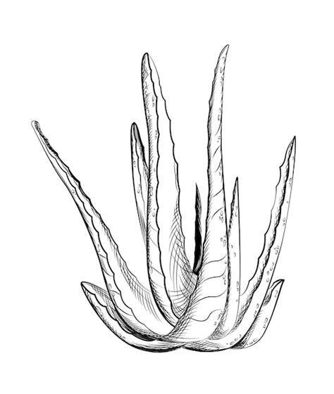 Premium Vector Aloe Vera Hand Drawn Vector Illustration