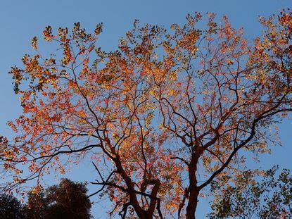 Chinese Tallow Tree Information - Tips On Chinese Tallow Care In The Landscape | Gardening Know How