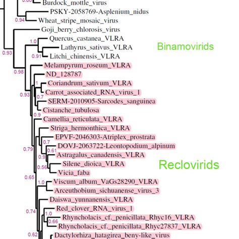 Updated Phylogenetic Subtree Of The Beny Like Rdrp Domains Showing A