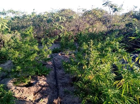 Pm Erradica Duas Toneladas De Maconha Avaliadas Em R Milh O