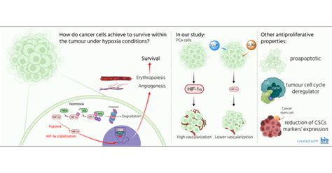 Alteration Of The Hif Vegf Signaling Pathway And Disruption Of The