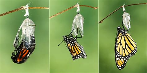 Ciclo De Vida De La Mariposa Fases Y Características Con Imágenes