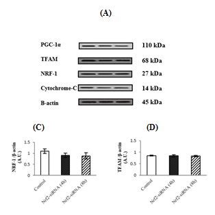 The effects of Nrf2 silencing on PGC 1α cytochrome c NRF 1 and TFAM