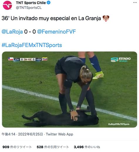 サッカー国際親善試合に乱入した犬、数分で“御用”も観客席が盛り上がる（チリ）＜動画あり＞ ニコニコニュース