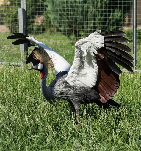 Eastern Crowned Crane In A Russian Zoo Stock Image Image Of Reason