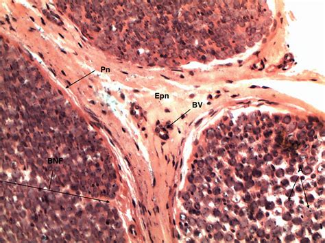 Normal Nerve Histology