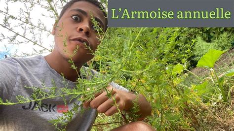 Lartemisia Annua Une Plante M Dicinale Youtube