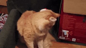 Youre Fired Cat In The Hat GIFs - Find & Share on GIPHY