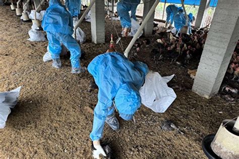 東勢鄉土雞場發生h5n1禽流感疫情 大紀元