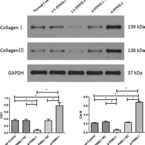 Western Blotting Analysis For The Expressions Of Col I And Col Iii In Download Scientific