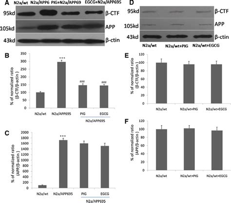 Egcg Reduced Ctf Protein Level In N A App Cells A Western Blot