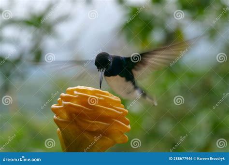 White Necked Jacobin Hummingbird Or Colibri In Flight Blurred In