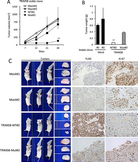 Oncotarget Frequent Silencing Of The Candidate Tumor Suppressor