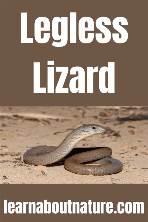 Legless Lizard | Limbless Reptile Species