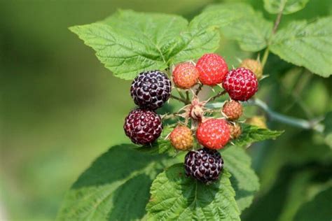 Wild Black Raspberries ~ Identifying And Foraging Blackcap Raspberries