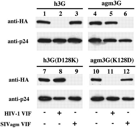 A Single Amino Acid Difference In The Host Apobec G Protein Controls