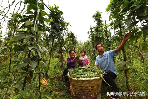 豆角如何种植和管理，才能让苗株长势更好、开花结荚更多？ 种植知识 花果之家