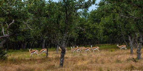 Gallery Blanco Cattle And Exotics Llc