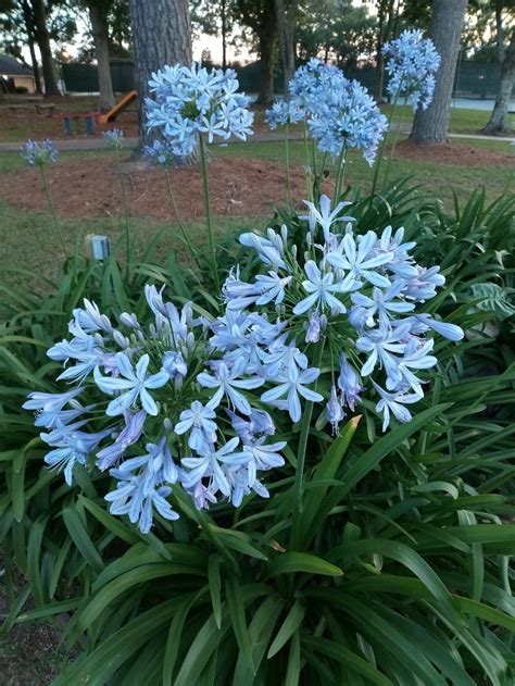 Agapanthus: Plant Care and Collection of Varieties - Garden.org