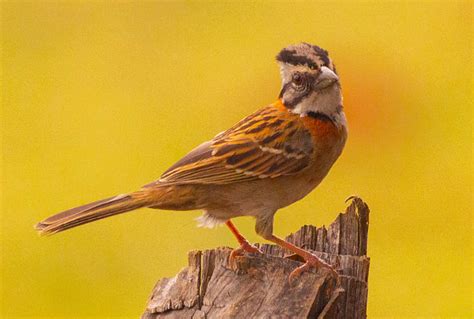 Foto Tico Tico Zonotrichia Capensis Por Cassio Sales Wiki Aves A