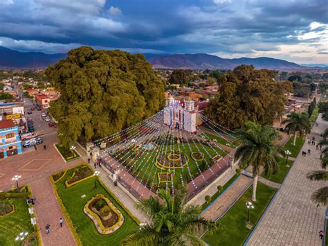 Fotografías del Arbol del Tule en el estado de Oaxaca