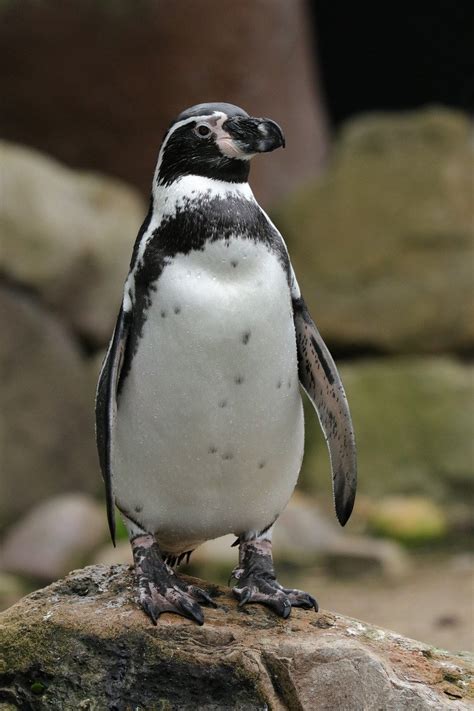 Penguin Humboldt Sphenicus - Free photo on Pixabay