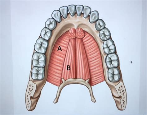 Anatomy Lecture Exam 3 Flashcards Quizlet