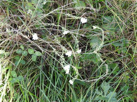 Hoary Alyssum From Haluzice Slovakia On October At