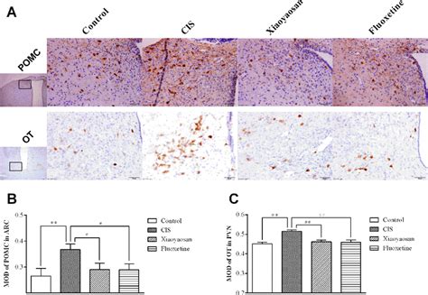 Effects Of Xiaoyaosan On POMC And OT Immunolabeling In The