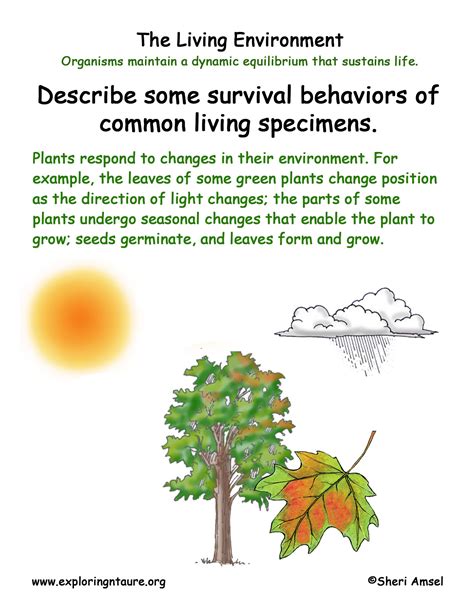 Living Environment Plant Adaptations