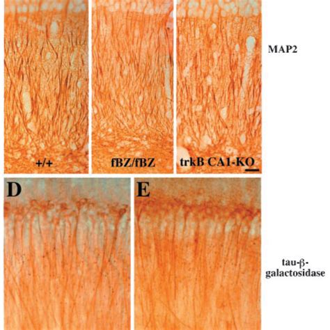 Normal Dendritic Morphologies Of Ca1 Pyramidal Neurons In The Trkb Download Scientific Diagram