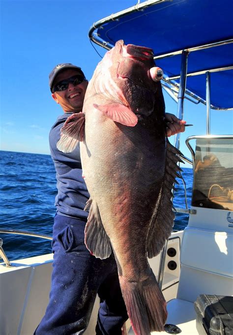 San Carlos fishing Fishing Report - December 03, 2013 | FISHTRACK.COM