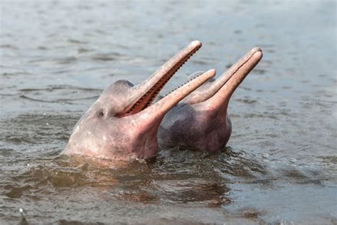 A for Amazon Pink River Dolphin: 6 Fascinating Facts About This Endangered Species - Earth.Org Kids