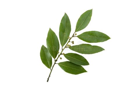 Laurus Nobilis Or Bay Tree Or Laurel Flowering Plant Stock Photo