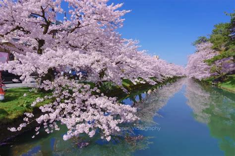 世界に誇る絶景桜名所弘前公園 弘前さくらまつりは2024年4月12日から開催 青森県弘前市