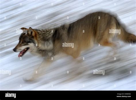 Grey Wolf Running In Snow Stock Photo Alamy