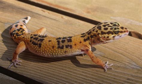 Leopard Gecko Wallpaper Wallpapersafari