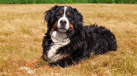 Bernese_Mountain_Dog850.jpg