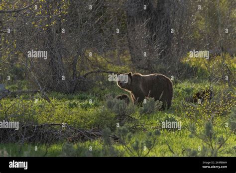 Usa Wyoming Grand Teton National Park Grizzly Bear Sow With Cubs