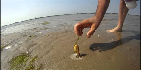 O que acontece quando você joga sal na areia da praia Fatos