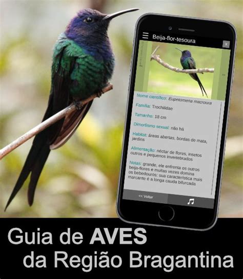 Desenhos de aves brasileiras para colorir A Passarinhóloga Desenhos