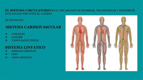 Sistema Cardiovascular Y Linfatico Pptx Descarga Gratuita