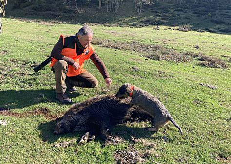 Batida En Arbejal Por Ngel Luis Casado Cazawonke Caza Y Safaris