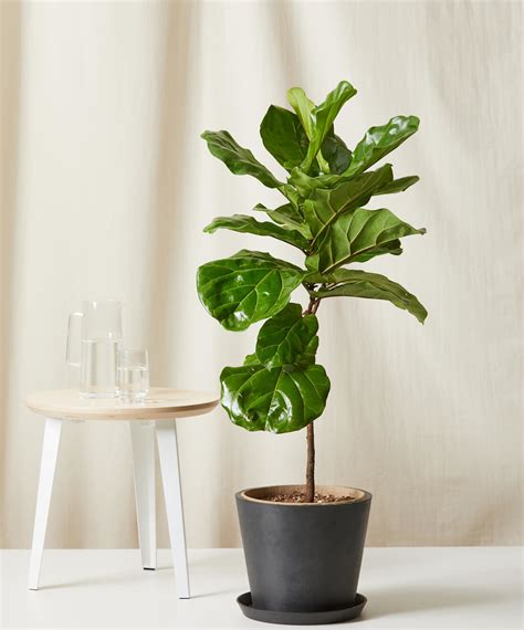 Indoor Ficus Trees