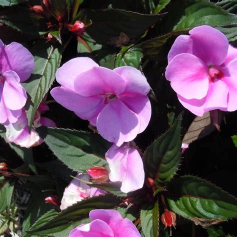 Impatiens Sunpatiens® Lavender Splash Robinson Florists