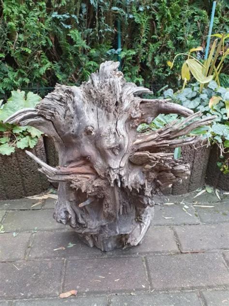 Skulptur Wurzel Stamm Holz Baum Deko Unikat X X Cm Eur