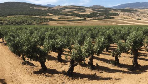 Primeros Rastros La Antigua Historia Del Aceite De Oliva En Alicante