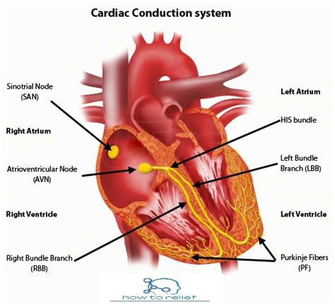 Cardiac Conduction System How To Relief