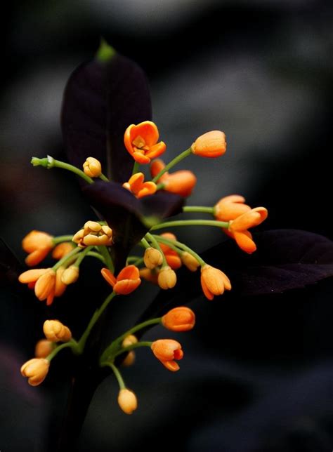 濃香滿衣袂 不覺桂花開，十五首桂花的詩詞，桂花香，秋意濃 每日頭條